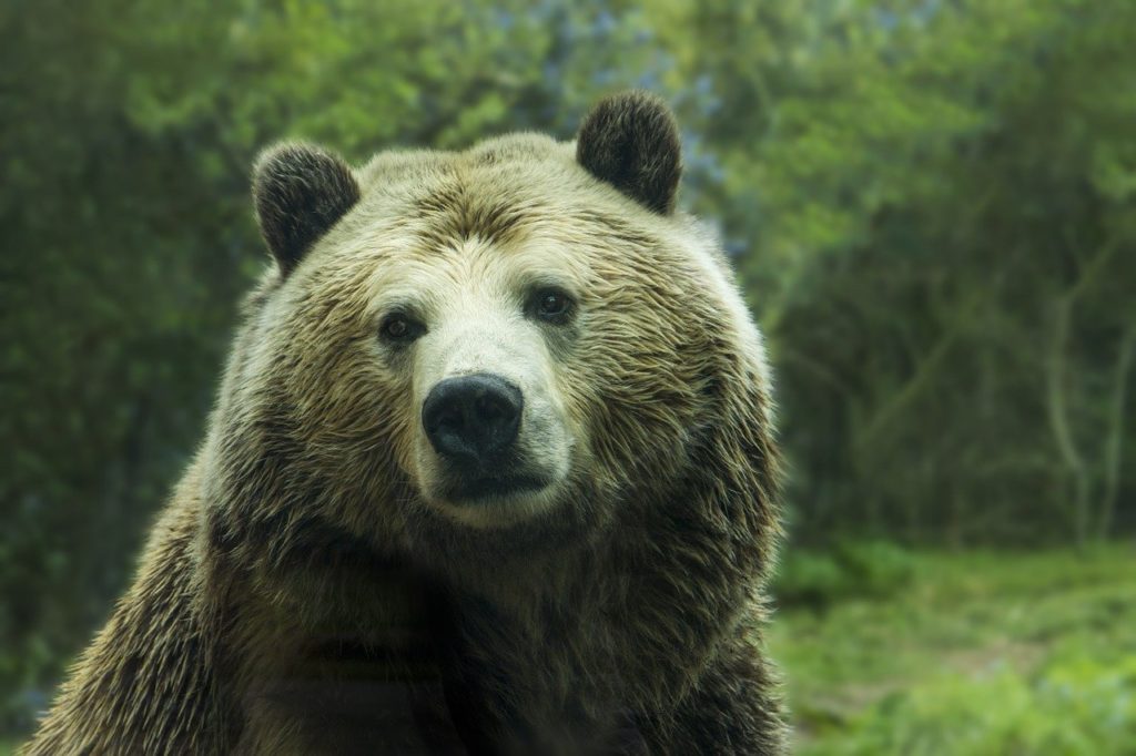 El oso, un cuento de Jorge Bucay